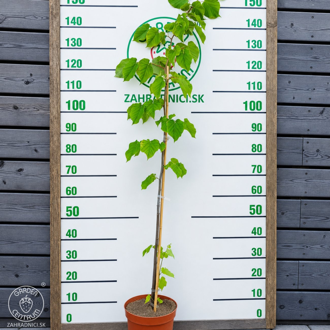 Obrázok Lipa striebristá (Tilia tomentosa) - výška 130-150 cm, kont. C5L